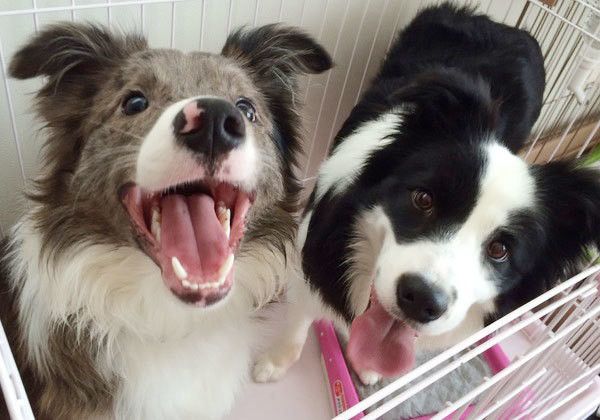 こんなハズじゃなかった 飼い主さんが明かす 多頭飼いの失敗談 いぬのきもちweb Magazine