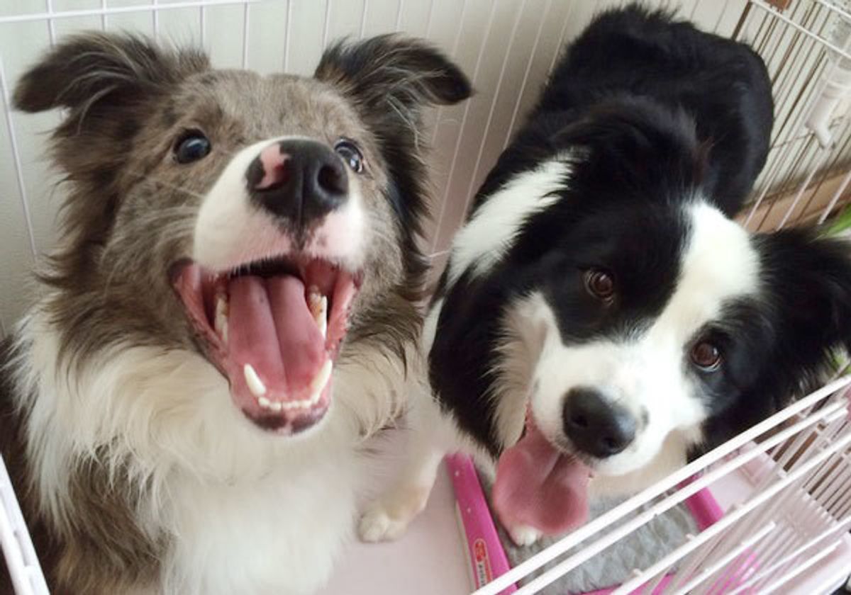 こんなハズじゃなかった 飼い主さんが明かす 多頭飼いの失敗談 いぬのきもちweb Magazine こんなハズじゃなかった 飼い主さんが明かす 多頭飼いの失敗談 いぬのきもちweb Magazine