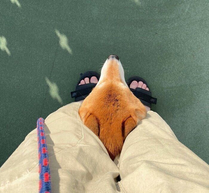 飼い主さんの足の間から顔を出すこむぎくん