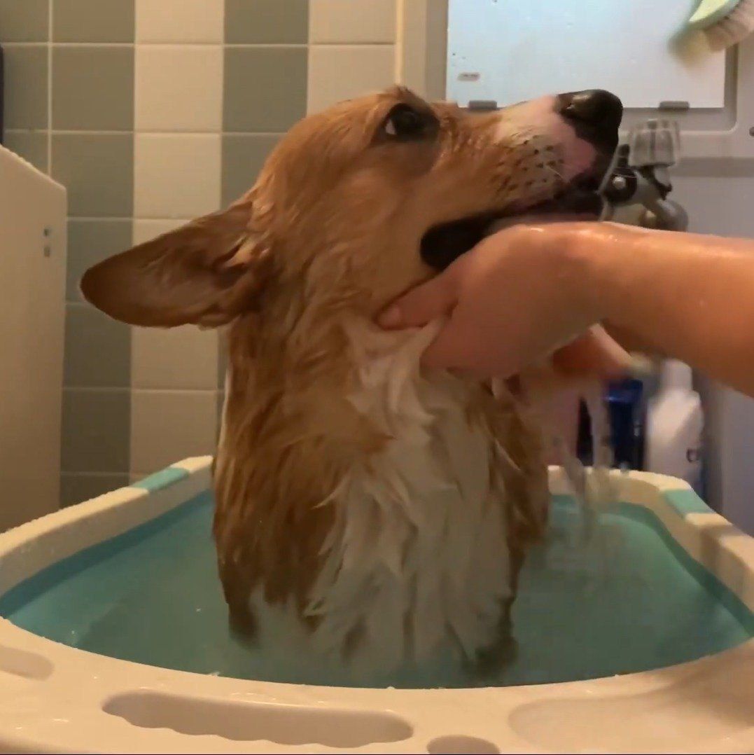 入浴中のコナン君