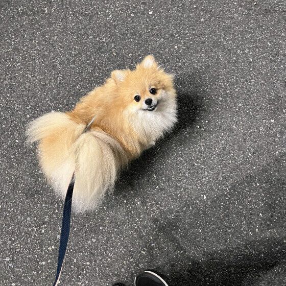 お散歩するポメラニアン