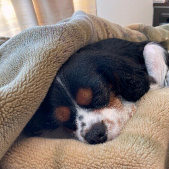 毛布にくるまるキャバリア・キング・チャールズ・スパニエル