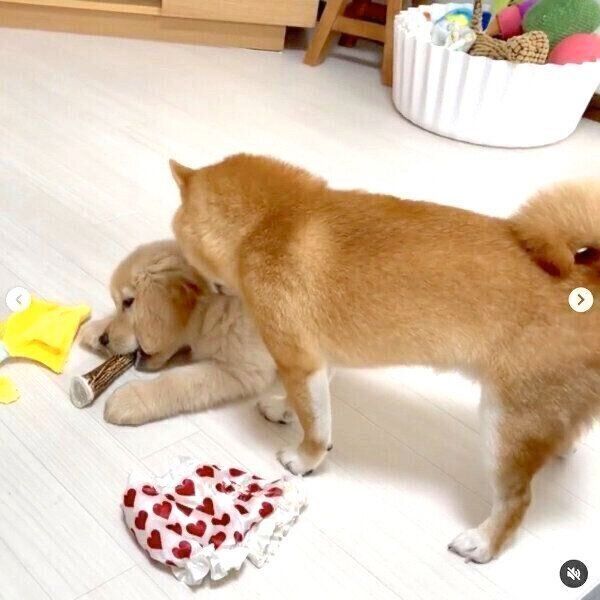 おからちゃんのことを気にかけるうにくん