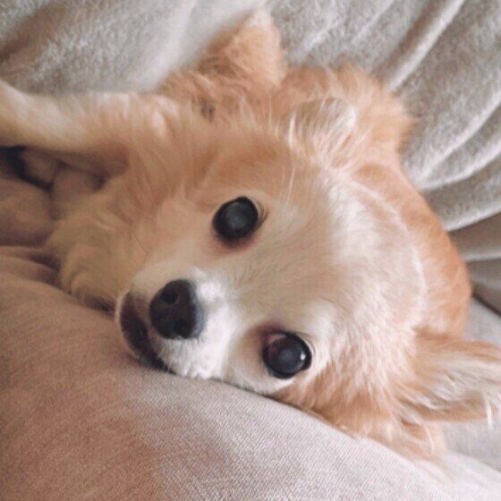 しぇる(チコ) ♪ チワワ パピーみたいな老犬チコ