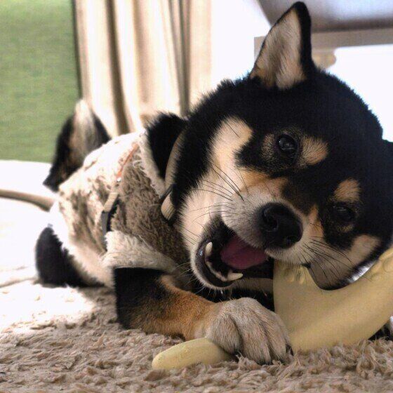 おもちゃで遊ぶ柴犬