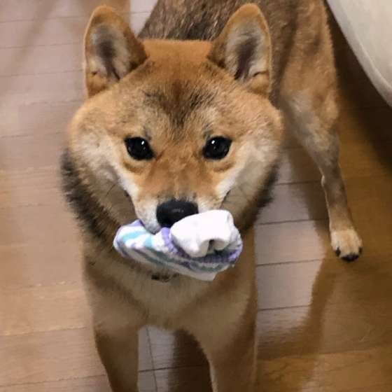 靴下をくわえる柴犬