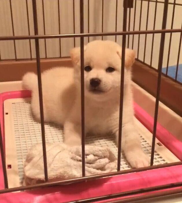 子犬時代のしらたまちゃん