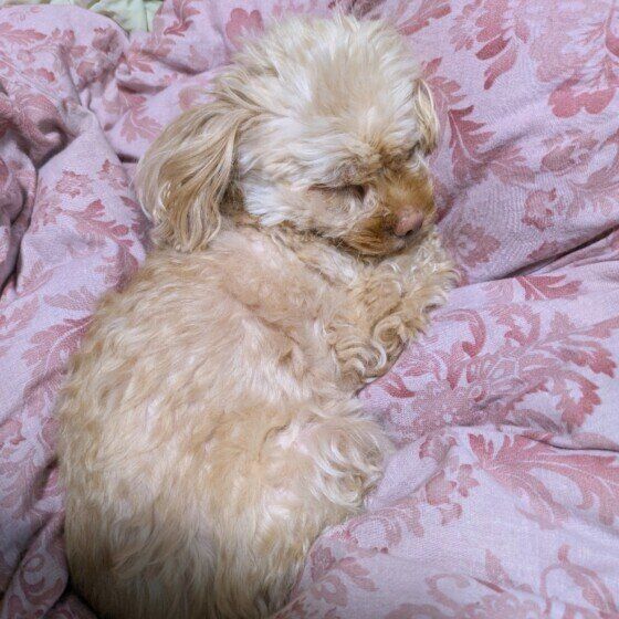 Ｍｉｘ（雑種）小型犬　掛け布団