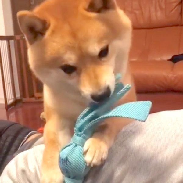 パパさんと遊びたい豆柴