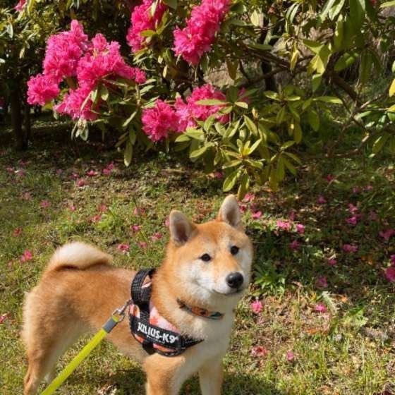 お散歩する柴犬