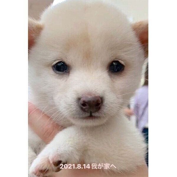 家族に迎えた日の柚子ちゃん
