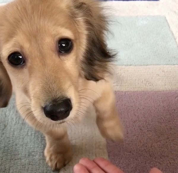 お手をしたいカニーンヘン・ダックスフンド