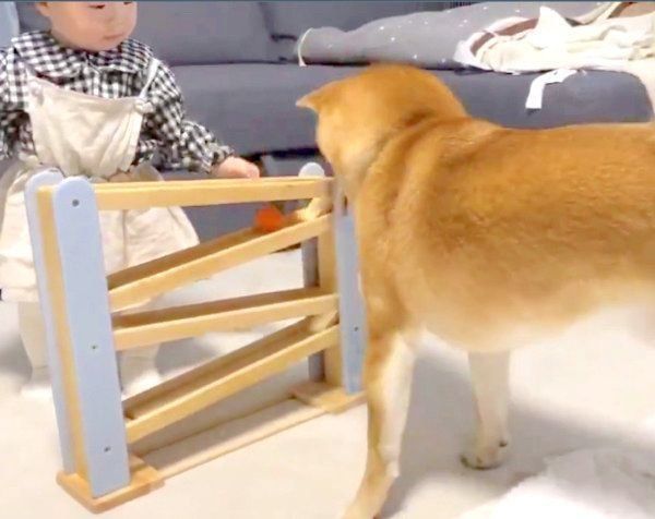 妹ちゃんのおもちゃにハマるりんご郎くん