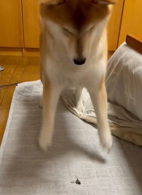 飛び跳ねるりんちゃん