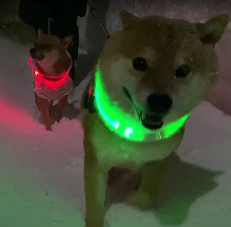 吹雪の中の散歩