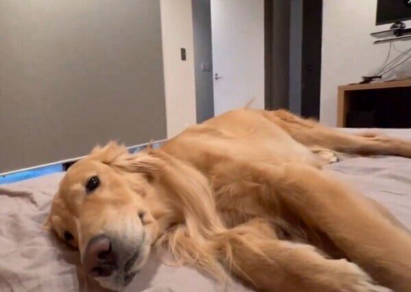 ベッドにごろんと寝転がって飼い主さんを待つゆずちゃん