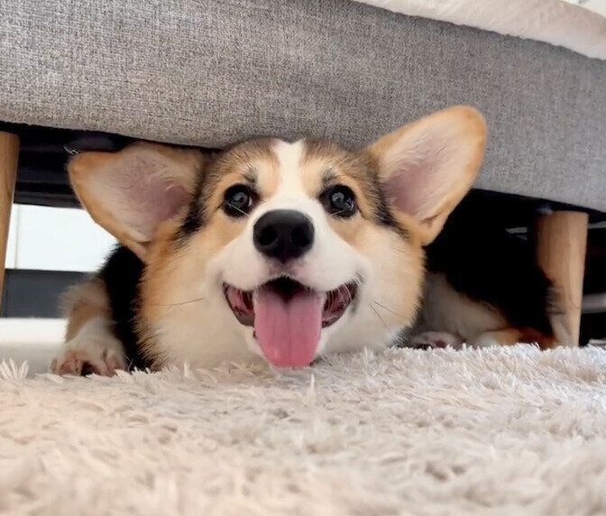 オットマンの下に潜るギズモちゃん