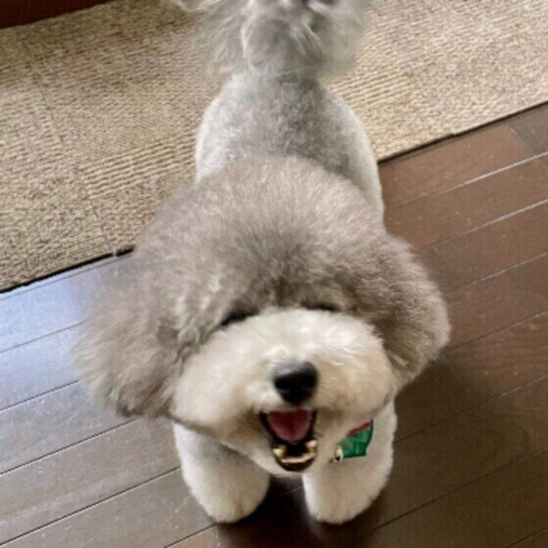 愛犬が足にしがみついてくるのはなぜ 理由や対処法を獣医師に聞いた いぬのきもちweb Magazine 愛犬が足にしがみついてくるのはなぜ 理由や対処法を獣医師に聞いた いぬのきもちweb Magazine