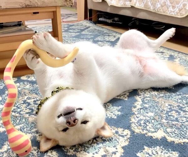 おもちゃで遊んでいたら寝落ちしてしまったごん太くん