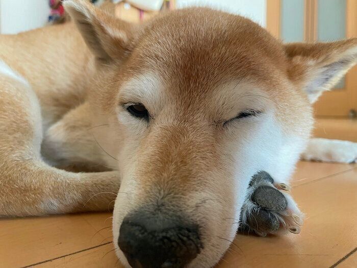 寝る柴犬