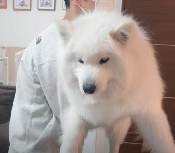 モフモフのサニーくん