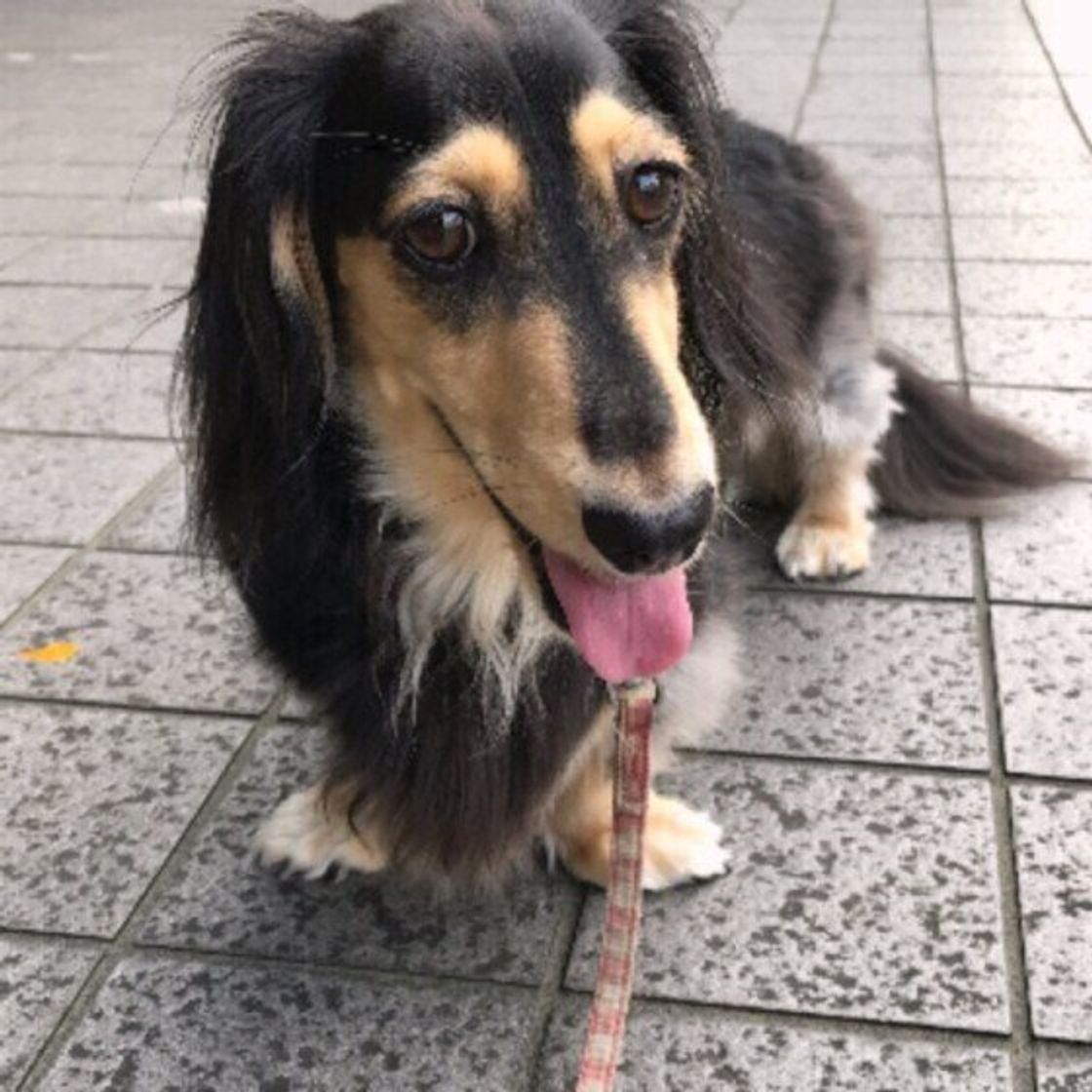 愛犬の夏バテや熱中症の原因に 飲み水 フードにまつわるngお世話 いぬのきもちweb Magazine 愛犬の夏バテや熱中症の原因に 飲み水 フードにまつわるngお世話 いぬのきもちweb Magazine