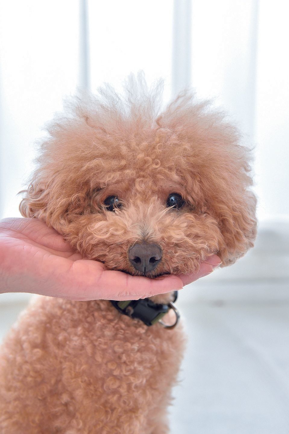 愛犬の名前を呼んで気を引いたら、手のひらを愛犬のあごの下に当て、「イイコ」とほめてごほうびを