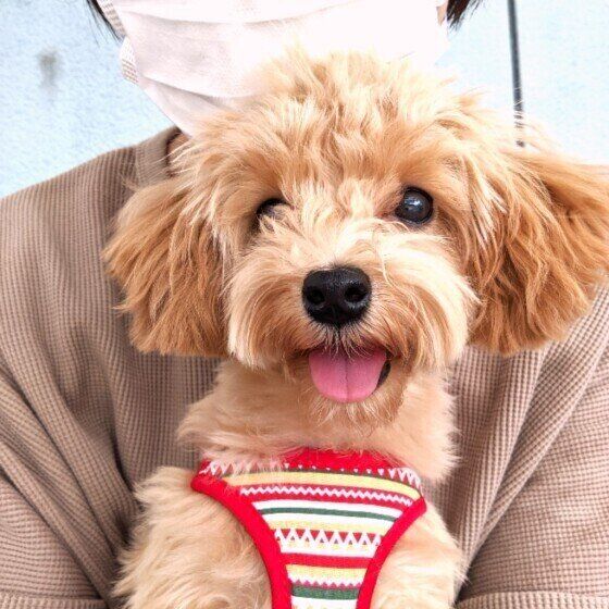 飼い主さんと犬