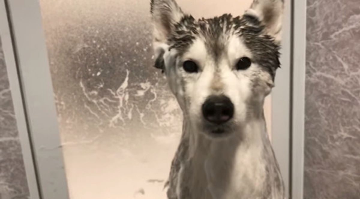 モフモフ感はどこへ 濡れたハスキーくんが 切ないレベルで誰だかわからない いぬのきもちweb Magazine モフモフ感はどこへ 濡れたハスキーくんが 切ないレベルで誰だかわからない いぬのきもちweb Magazine