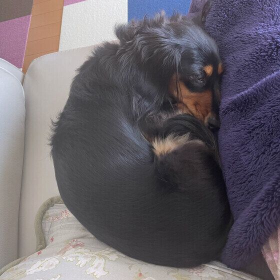 ミニチュア・ダックスフンド あんちゃん