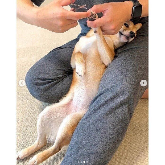 足裏の毛をカットしてもらうまるちゃん