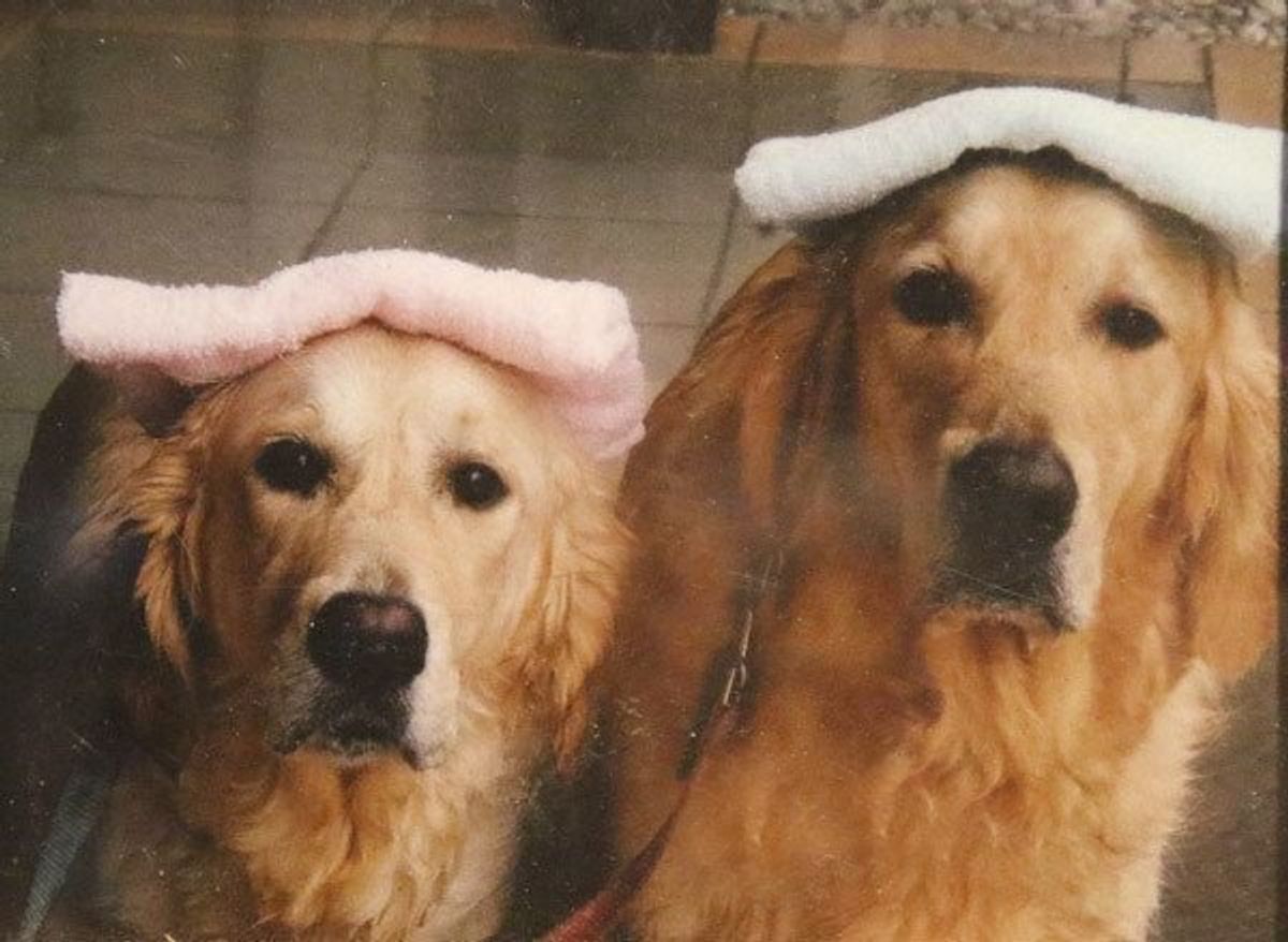 犬も湯船につかったほうがいい 自宅で犬をシャンプーをする際の注意点とは いぬのきもちweb Magazine 犬も湯船につかったほうがいい 自宅で犬をシャンプーをする際の注意点とは いぬのきもちweb Magazine