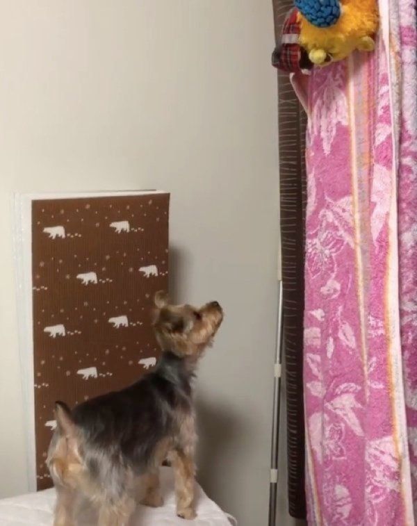 おもちゃを見つめるヨークシャー・テリア