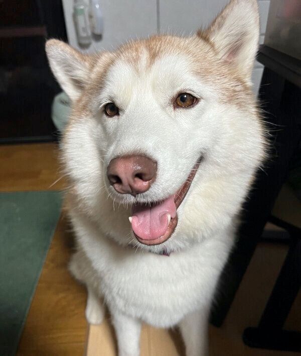 笑顔が可愛いチコリちゃん