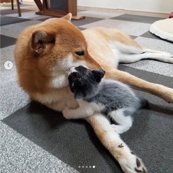 柴犬の小春ちゃんと猫のぶち助くん