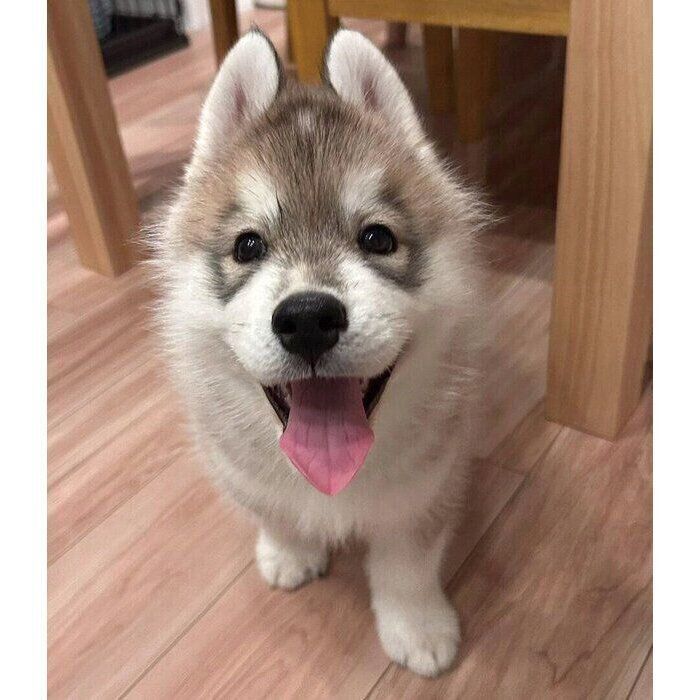 ブラタン様専用 立田ページ♥️ チワワ ブラックタン 等身大