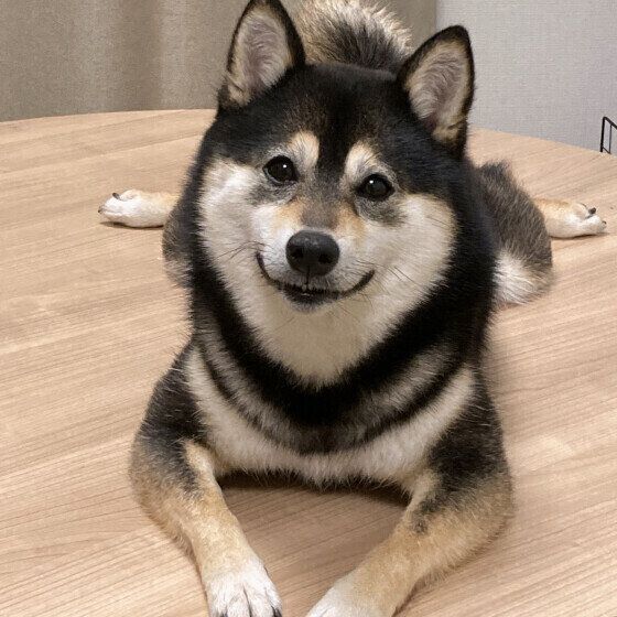 柴のメイちゃん