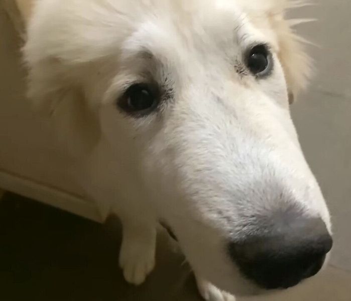 反省しているようなリリーちゃん
