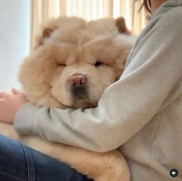 「だっこして〜」とおねだりをするくり蔵くん