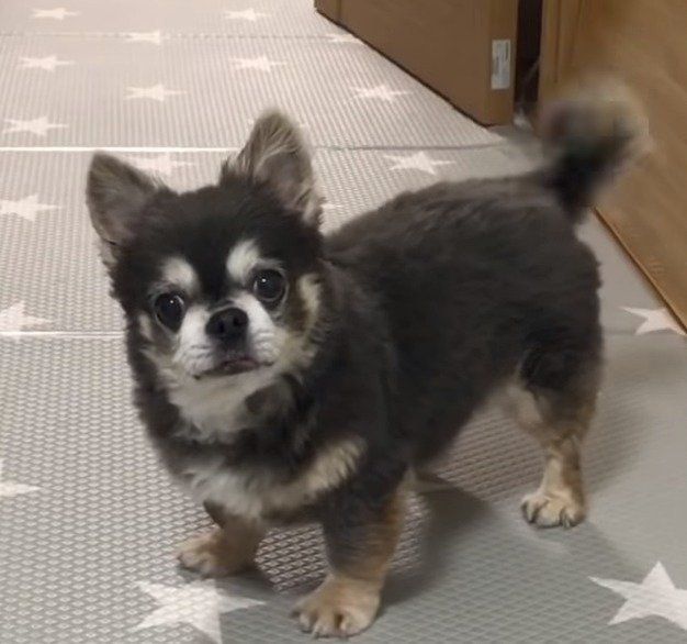 チワワのラズおじさん