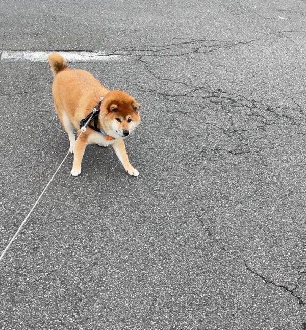 拒否柴をするむーちゃん