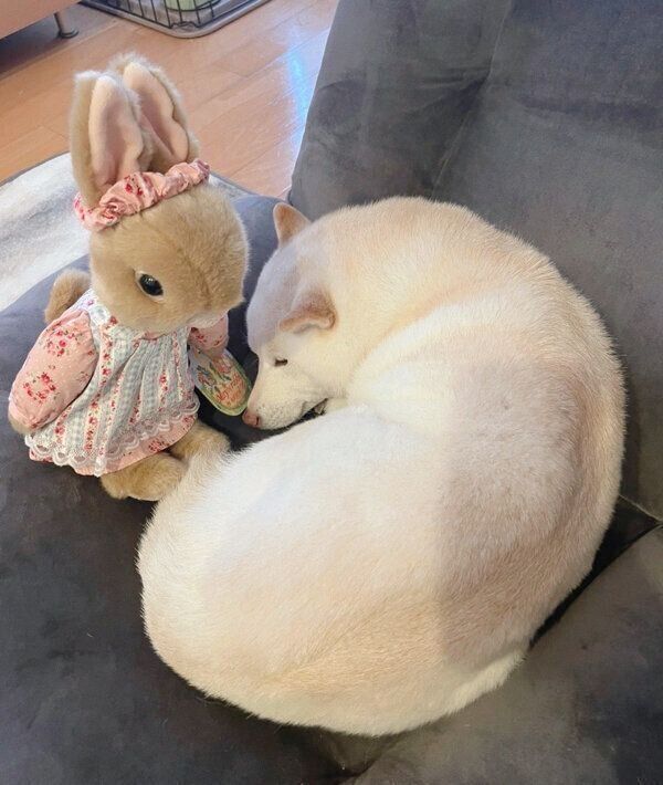 ウサギのぬいぐるみのそばで眠るゆきちゃん