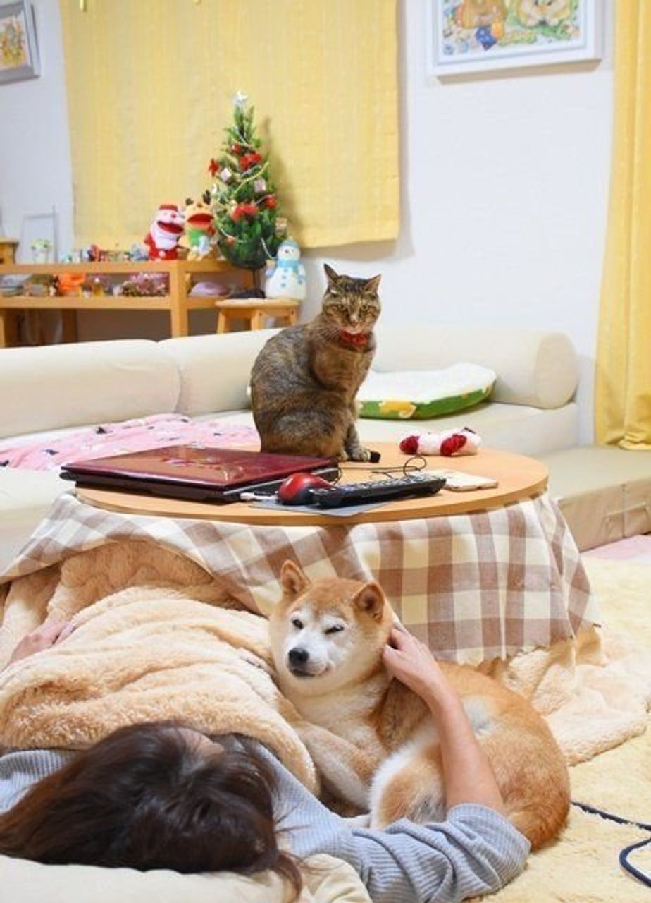 柴犬かぼすちゃんと猫たちと こたつで一緒に幸せになる いぬのきもちweb Magazine 柴犬かぼすちゃんと猫たちと こたつで一緒に幸せになる いぬのきもちweb Magazine