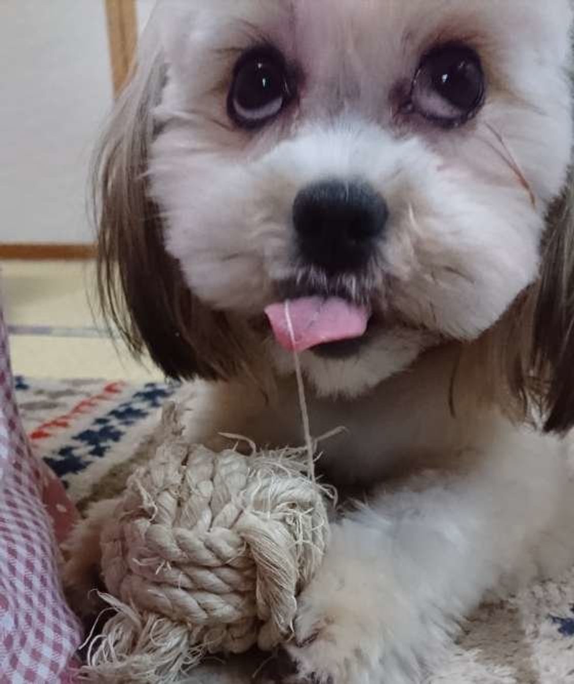 ウチの子はどんな顔だってかわいい 愛犬の 変顔 選手権 いぬのきもちweb Magazine ウチの子はどんな顔だってかわいい 愛犬の 変顔 選手権 いぬのきもちweb Magazine