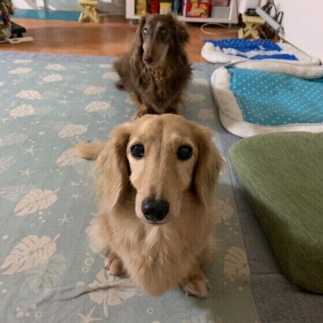 同時期に それとも時期をずらして迎える 犬の 多頭飼い 経験者が語るリアルな体験談が参考になる いぬのきもちweb Magazine 同時期に それとも時期をずらして迎える 犬の 多頭飼い 経験者が語るリアルな体験談が参考になる いぬのきもちweb Magazine