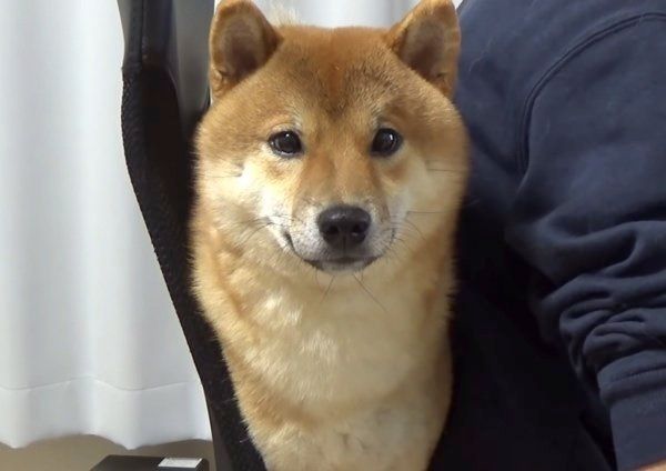 イスと飼い主さんの間に挟まる柴犬