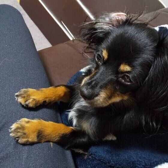 Mix（小型犬）リフィーちゃん♪