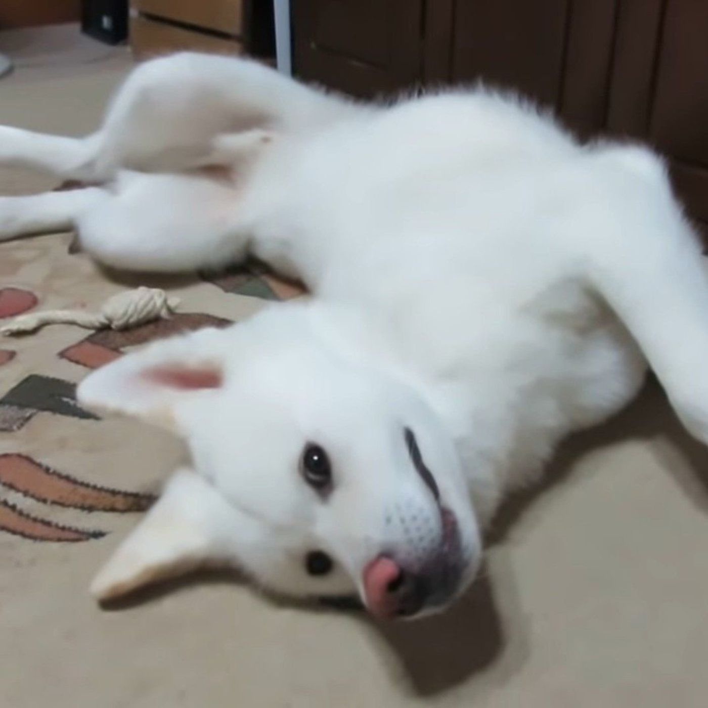 急にホラーのよう ゴロゴロくつろぐ秋田犬が白目になる瞬間 いぬのきもちweb Magazine 急にホラーのよう ゴロゴロくつろぐ秋田犬が白目になる瞬間 いぬのきもちweb Magazine