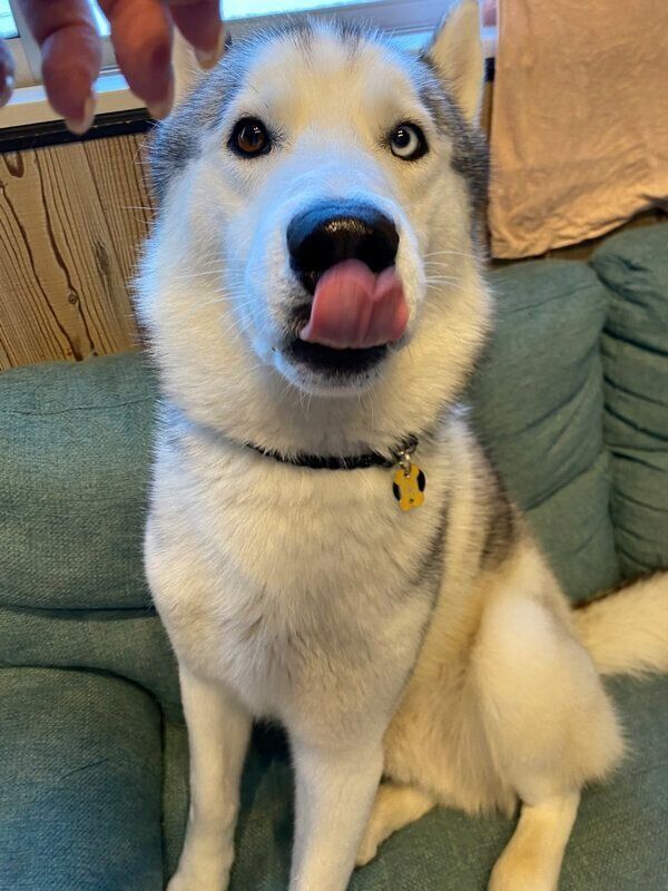 舌をペロッとするルディくん