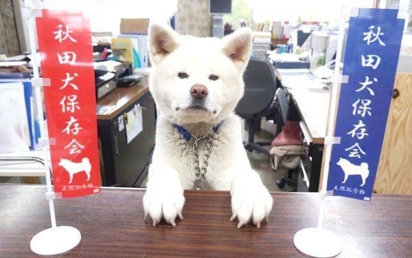元受付嬢の秋田犬・ゆきちゃん